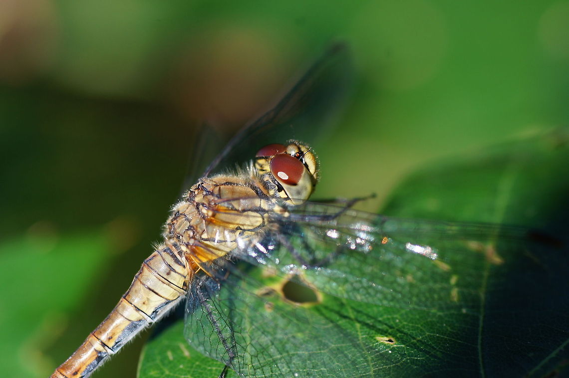 Common darter By now also a common darter on jungledragon ;)<br />
Photo has not been cropped or compressed. Use HD mode for full details.<br />
<br />
Dutch name: Bruinrode Heidelibel (Sympetrum striolatum) Common Darter,Geotagged,Sympetrum striolatum,The Netherlands