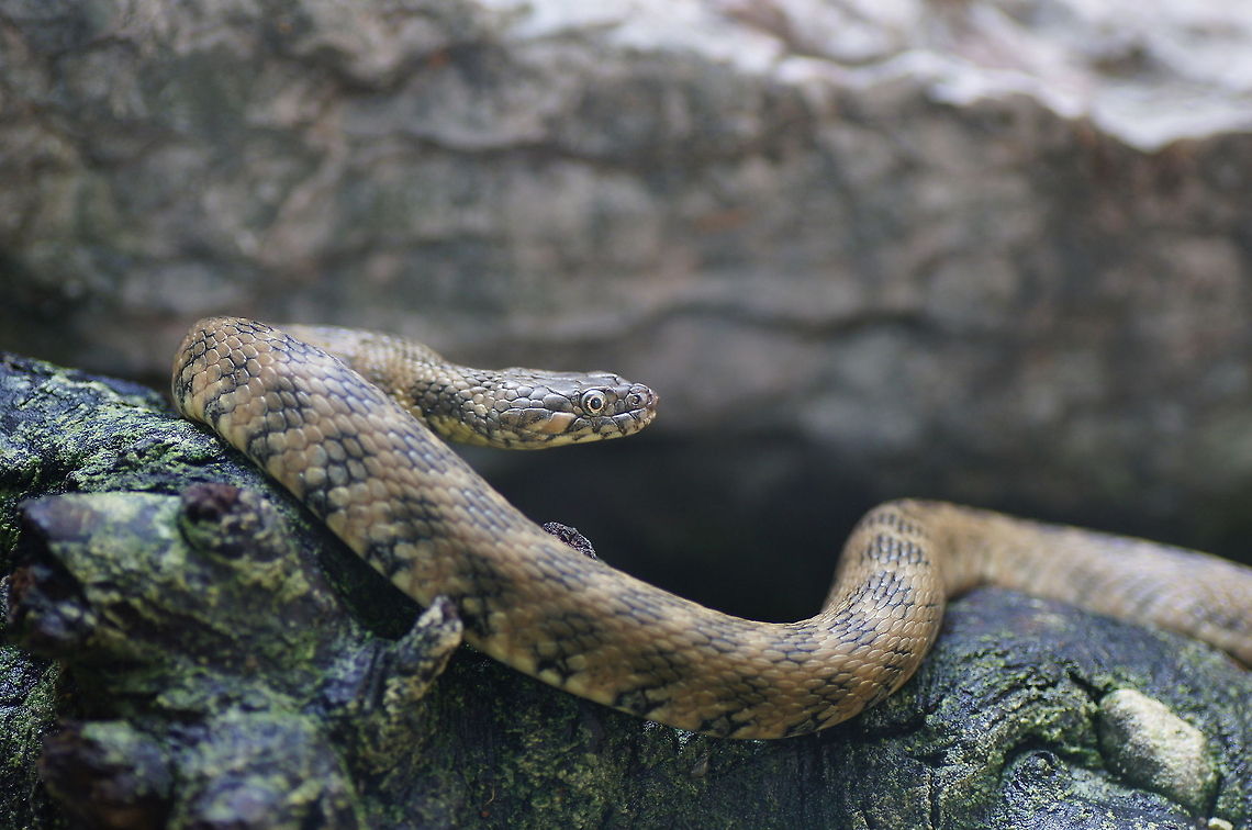 Dice snake Dice snake in the alpenzoo in Austria.<br />
<br />
Dutch name: Dobbelsteenslang Alpenzoo,Austria,Geotagged,Natrix tessellata,dice snake