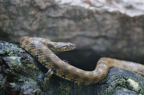 Dice snake Dice snake in the alpenzoo in Austria.

Dutch name: Dobbelsteenslang Alpenzoo,Austria,Geotagged,Natrix tessellata,dice snake