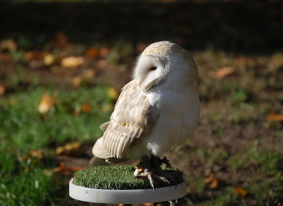 Barn owl enjoying the sun Barn owl during a bird show.<br />
<br />
Dutch name: Kerkuil Barn Owl,Tyto alba