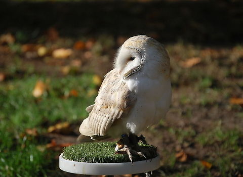 Barn owl enjoying the sun Barn owl during a bird show.

Dutch name: Kerkuil Barn Owl,Tyto alba