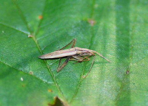 Elongate grass bug For me I had seen only one of these grass bugs before I found this one. It is not alive anymore, but I still wanted to show how it looks like.

Dutch name: Graswants (Megaloceroea recticornis)
No wiki Geotagged,Megaloceroea recticornis,The Netherlands