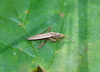 Elongate grass bug For me I had seen only one of these grass bugs before I found this one. It is not alive anymore, but I still wanted to show how it looks like.<br />
<br />
Dutch name: Graswants (Megaloceroea recticornis)<br />
No wiki Geotagged,Megaloceroea recticornis,The Netherlands