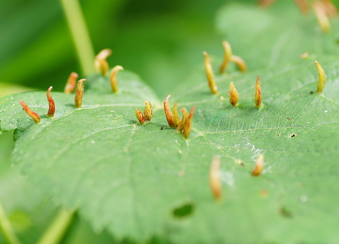 Lime nail gall Lime nail gall (Eriophyes tiliae)<br />
<br />
I actually thought that this where natural outgrowhs, but after searching for it I learned it are also galls, just not the round ones I used to know.<br />
 Eriophyes tiliae,Geotagged,The Netherlands,gall