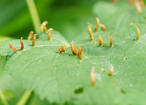 Lime nail gall Lime nail gall (Eriophyes tiliae)

I actually thought that this where natural outgrowhs, but after searching for it I learned it are also galls, just not the round ones I used to know.
 Eriophyes tiliae,Geotagged,The Netherlands,gall
