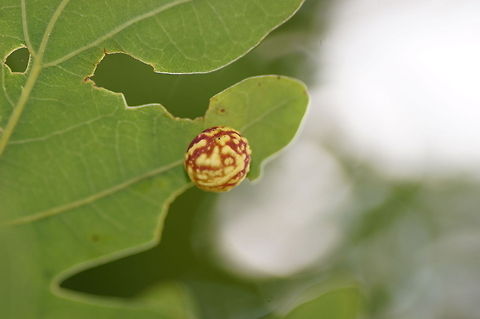 Longiventris Gall Dutch name: Grijze fluweelgalwesp (Cynips longiventris) Cynipidae,Cynips,Cynips longiventris,Galls of Cynipid Wasp,Geotagged,The Netherlands,gall