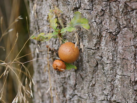 Marble Gall Giving these galls a name was a bit strange to me. It is given the name of the wasp, but what you see in the photo is not a wasp at all, but a misformed part of a plant.
I find it an impressive feat of bio-engineering that the wasps are able to manipulate plants in such way that it grows a nice comfortable nursing chamber for their own larvae. 

Marble Gall (Andricus kollari)

 Andricus kollari,Geotagged,The Netherlands,gall