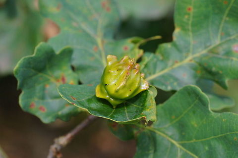 Knoppergall Knoppergal (Andricus Quercuscalicis) Andricus quercuscalicis,Geotagged,The Netherlands,gall