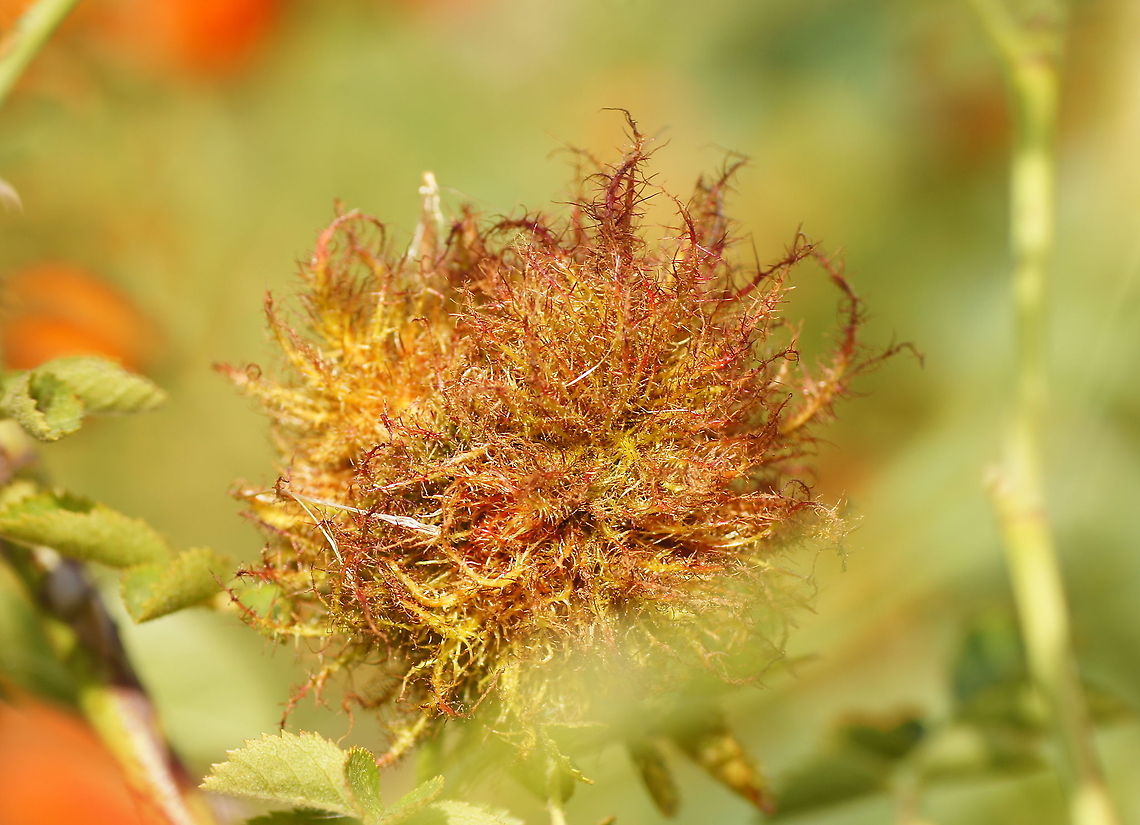 Rose bedeguar gall Gall (Diplolepis rosae) on an rose bedeguar Diplolepis rosae,Geotagged,Rose bedeguar gall,The Netherlands,gall