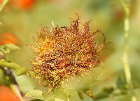 Rose bedeguar gall Gall (Diplolepis rosae) on an rose bedeguar Diplolepis rosae,Geotagged,Rose bedeguar gall,The Netherlands,gall