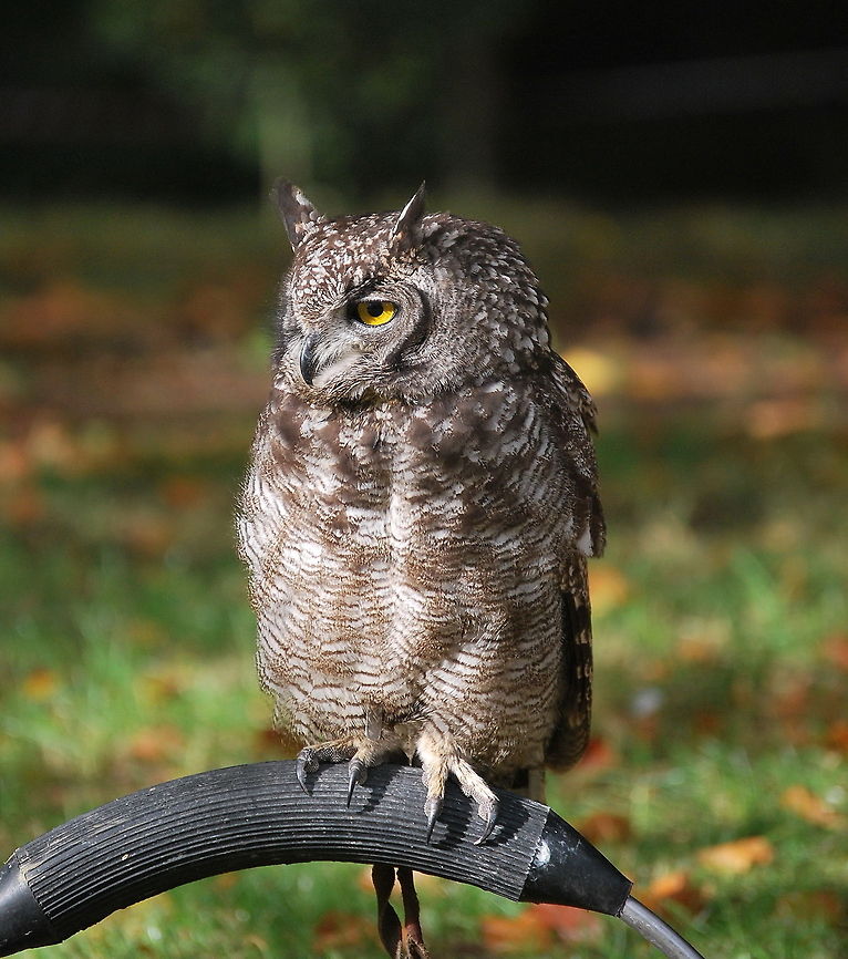 Spotted Eagle-Owl Spotted Eagle-Owl during a bird show Bubo africanus,Spotted Eagle-Owl