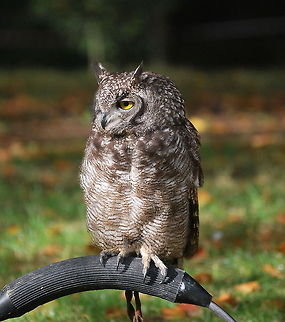 Spotted Eagle-Owl Spotted Eagle-Owl during a bird show Bubo africanus,Spotted Eagle-Owl
