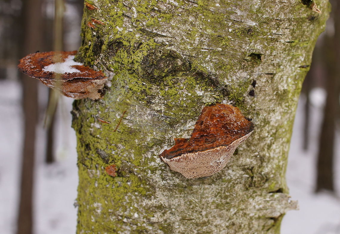 Birch polypore Dutch name: Berkenzwam (Piptoporus betulinus) Birch polypore,Fomitopsis betulina,Geotagged,Piptoporus betulinus,The Netherlands