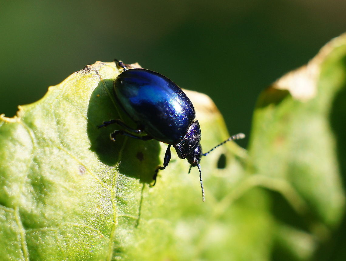 Golden blue leaf beetle Taken with a Minolta 50mm lens + macro extension ring.<br />
<br />
Dutch name: Blauw Muntgoudhaantje (Chrysolina coerulans)<br />
no wiki :( Blauw Muntgoudhaantje,Chrysolina coerulans,Geotagged,The Netherlands