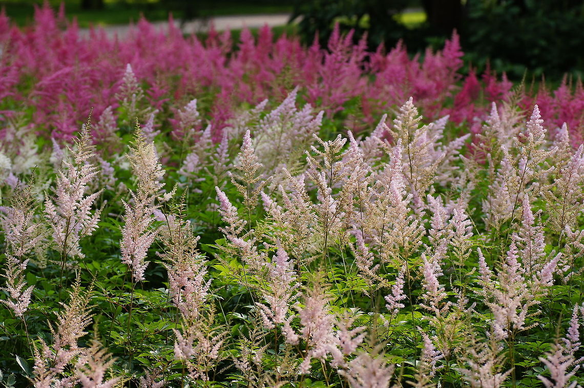 Plumed cockscomb  Austria,Celosia argentea,Geotagged