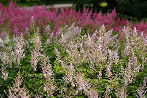 Plumed cockscomb  Austria,Celosia argentea,Geotagged