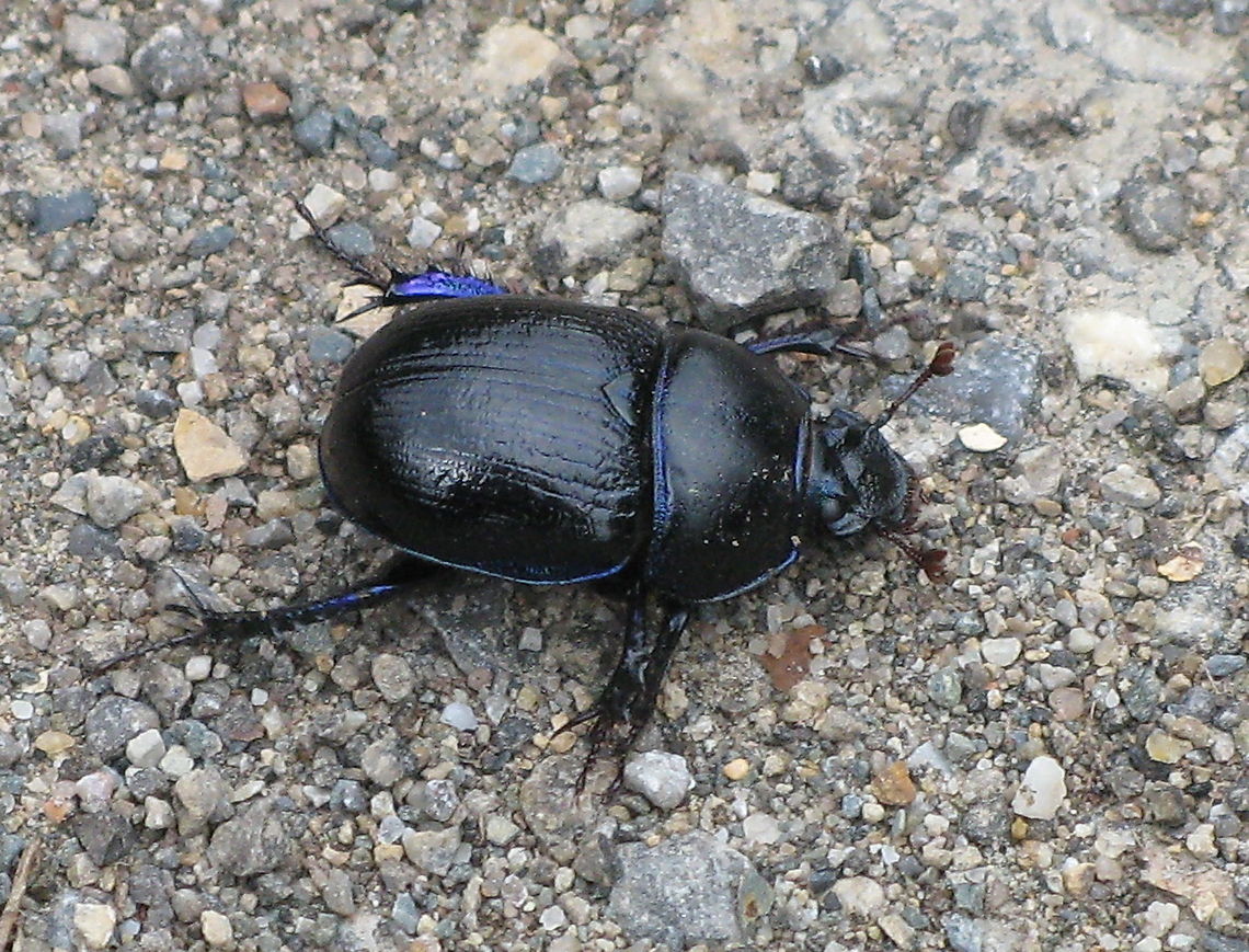 Dung beetle During our hike we encountered numerous dung beetles, usually around deer dung. We did not see dung beetles while rolling a ball of dung, I hope to be able to picture that scene some time. Anoplotrupes stercorosus,Geotagged,Germany