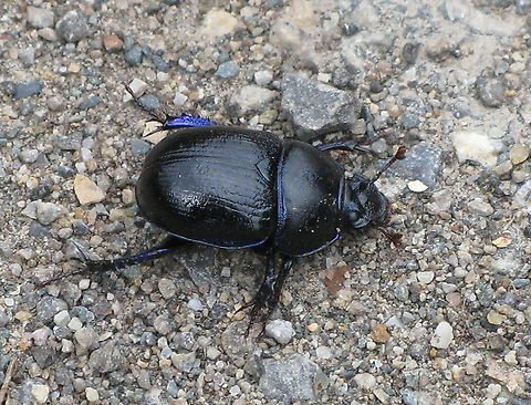 Dung beetle During our hike we encountered numerous dung beetles, usually around deer dung. We did not see dung beetles while rolling a ball of dung, I hope to be able to picture that scene some time. Anoplotrupes stercorosus,Geotagged,Germany