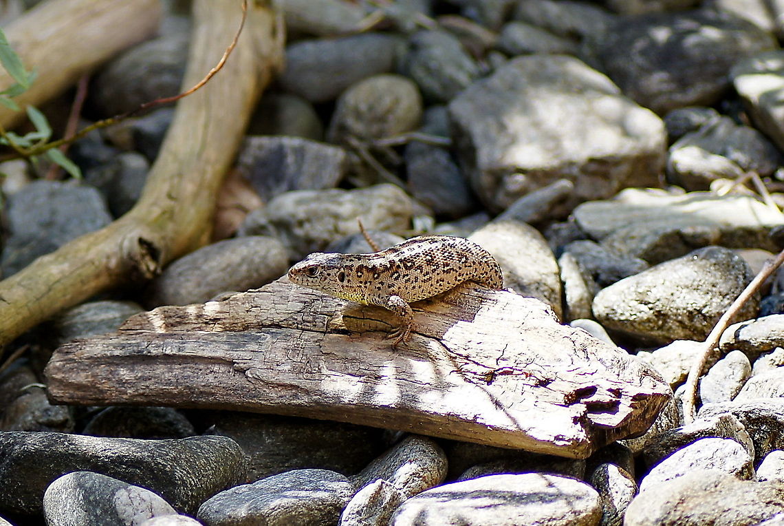Viviparous lizard The eggs of the lacerta vivipara are stored inside the female body so when the mother goes sunbathing the eggs profit from this as well. This enables the Laverta Vivipara to live in colder regions where the sun is not hot or consistent enough to heat the sand where eggs are normally laid in.<br />
<br />
The Laverta Vivipara has been renamed to Zootoca Vivipara. Austria,Geotagged,Zootoca vivipara,alpenzoo,lacerta vivipara