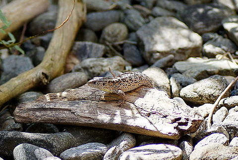 Viviparous lizard The eggs of the lacerta vivipara are stored inside the female body so when the mother goes sunbathing the eggs profit from this as well. This enables the Laverta Vivipara to live in colder regions where the sun is not hot or consistent enough to heat the sand where eggs are normally laid in.

The Laverta Vivipara has been renamed to Zootoca Vivipara. Austria,Geotagged,Zootoca vivipara,alpenzoo,lacerta vivipara