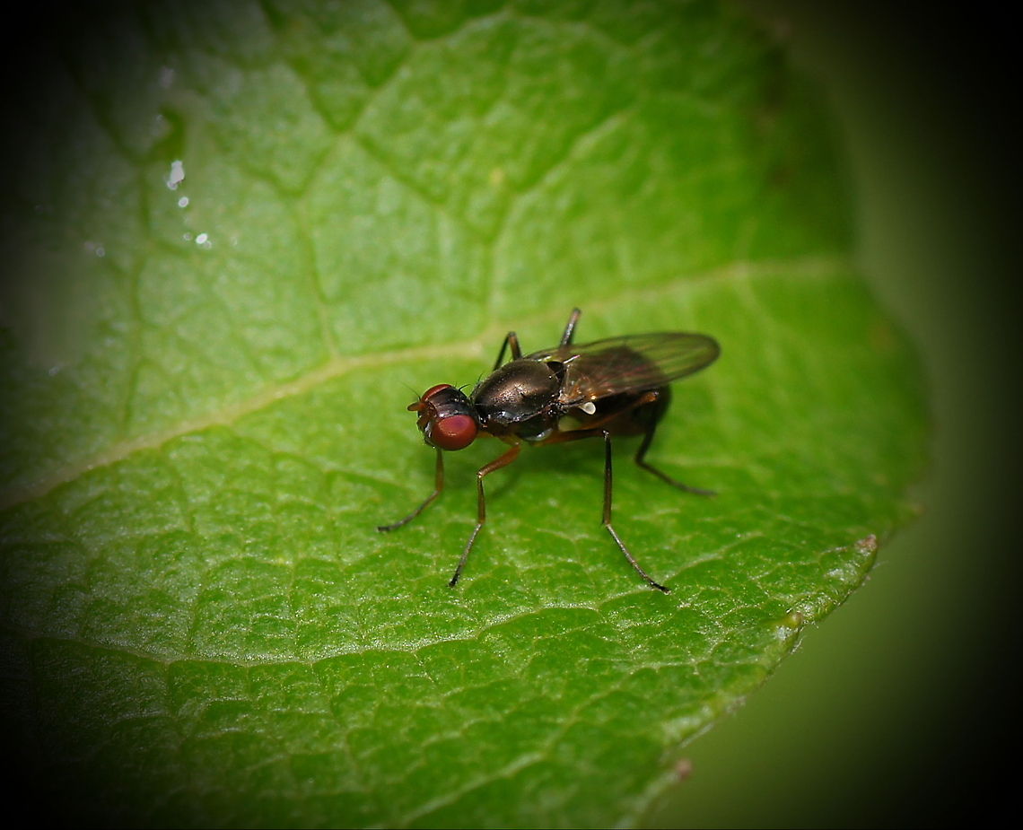 Black scavenger In dutch these flies are called 'swinging flies' because while walking thing swing their wings around. Austria,Geotagged,Sepsis cynipsea
