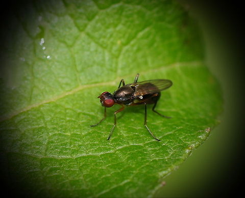 Black scavenger In dutch these flies are called 'swinging flies' because while walking thing swing their wings around. Austria,Geotagged,Sepsis cynipsea
