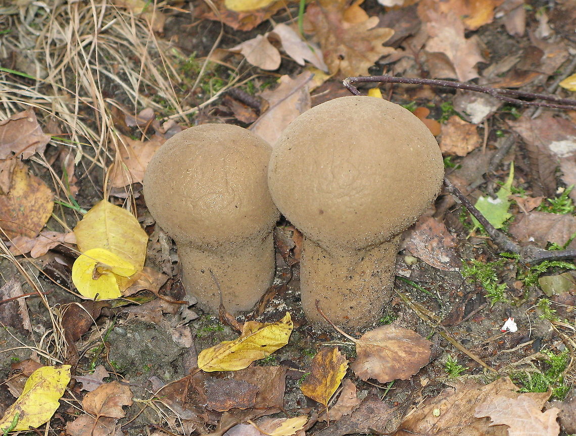 Grassland Puffball (Lycoperdon lividum) Dutch name: Melige stuifzwam (Lycoperdon Lividum)<br />
(no wiki) Geotagged,Grassland Puffball,Lycoperdon Lividum,Lycoperdon lividum,The Netherlands