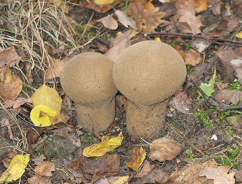 Grassland Puffball (Lycoperdon lividum) Dutch name: Melige stuifzwam (Lycoperdon Lividum)
(no wiki) Geotagged,Grassland Puffball,Lycoperdon Lividum,Lycoperdon lividum,The Netherlands