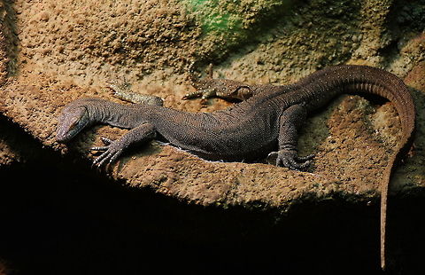 Mertens’ Water Monitor  Geotagged,Mertens’ Water Monitor,Oliemeulen,The Netherlands,Varanus mertensi