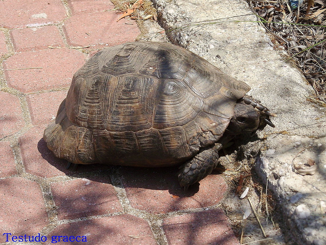 Greek tortoise (Picture made by my dad) Geotagged,Spur-thighed tortoise,Testudo graeca,Turkey