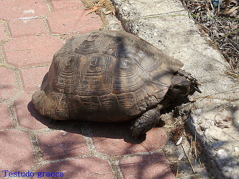 Greek tortoise (Picture made by my dad) Geotagged,Spur-thighed tortoise,Testudo graeca,Turkey