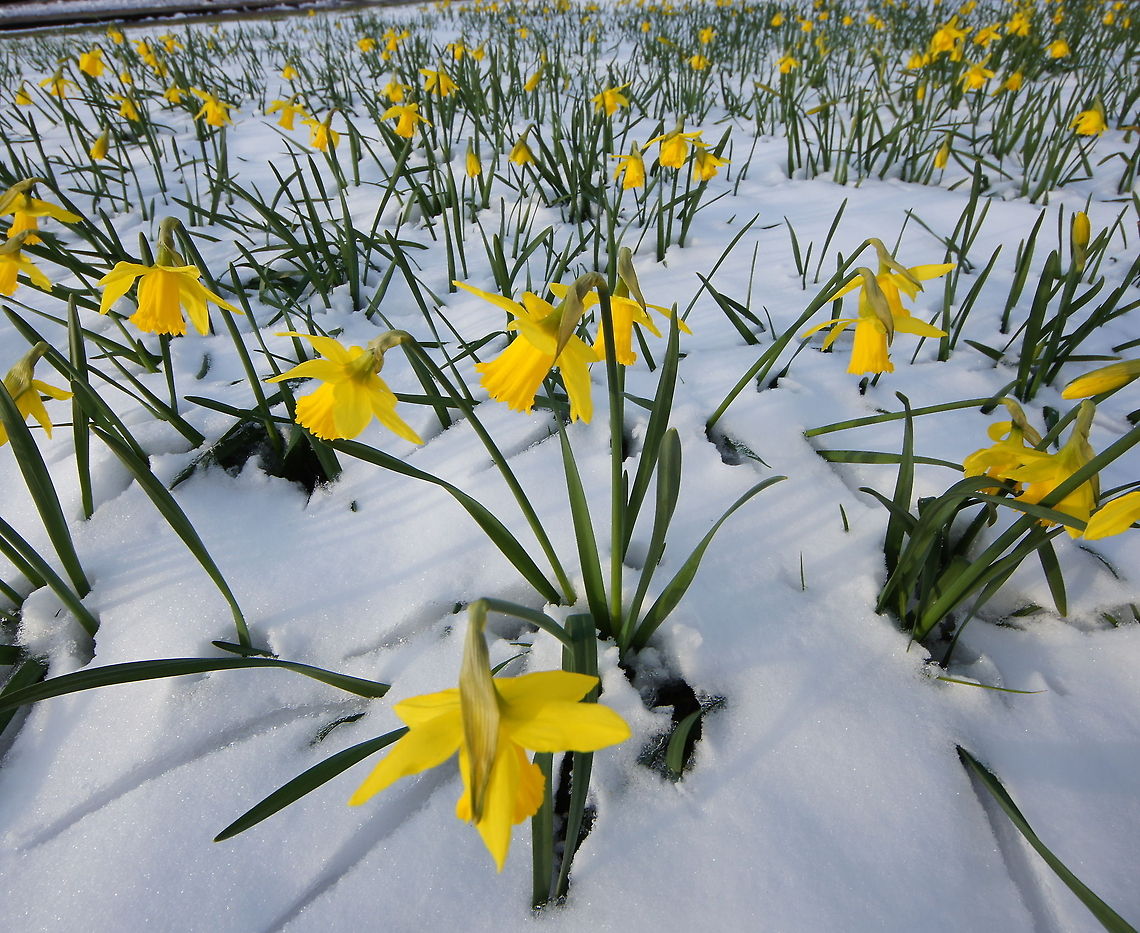 Daffodil in the snow The temperatures in the Netherlands this march are record-breaking low (-12c at night). But these daffodil seem to be ignorant to the cold and snow and keep on flowering. Geotagged,Lent lily,Narcissus pseudonarcissus,The Netherlands