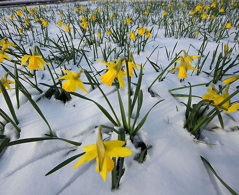 Daffodil in the snow The temperatures in the Netherlands this march are record-breaking low (-12c at night). But these daffodil seem to be ignorant to the cold and snow and keep on flowering. Geotagged,Lent lily,Narcissus pseudonarcissus,The Netherlands