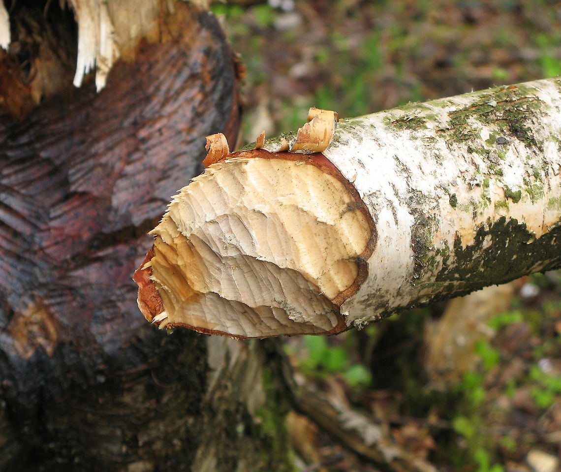 Sharp tooling Birch cut down by a beaver. They must have very sharp teeth to make clean and large cuts like these. Castor fiber,Eurasian Beaver,Geotagged,Germany