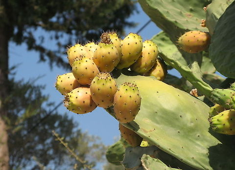 Prickly pear  Geotagged,Opuntia ficus-indica,Turkey