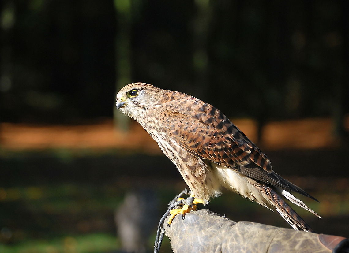 Common Kestrel Dutch name: Torenvalk Common Kestrel,Falco tinnunculus