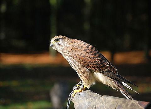 Common Kestrel Dutch name: Torenvalk Common Kestrel,Falco tinnunculus