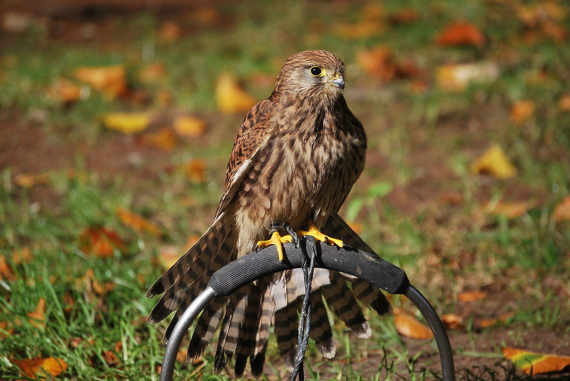 Common Kestrel with spread tail To be able to brake sufficiently tail feathers of the kestrel are designed to be able to act as large 'brake flaps'. Other larger birds of prey don't need to have such braking capacity because they can use the weight of the larger prey to get rid of their momentum.<br />
<br />
Dutch name: Torenvalk Common Kestrel,Falco tinnunculus