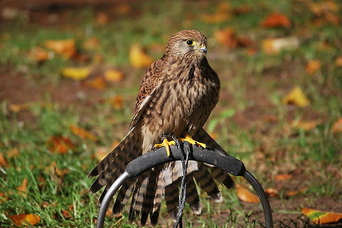 Common Kestrel with spread tail To be able to brake sufficiently tail feathers of the kestrel are designed to be able to act as large 'brake flaps'. Other larger birds of prey don't need to have such braking capacity because they can use the weight of the larger prey to get rid of their momentum.

Dutch name: Torenvalk Common Kestrel,Falco tinnunculus