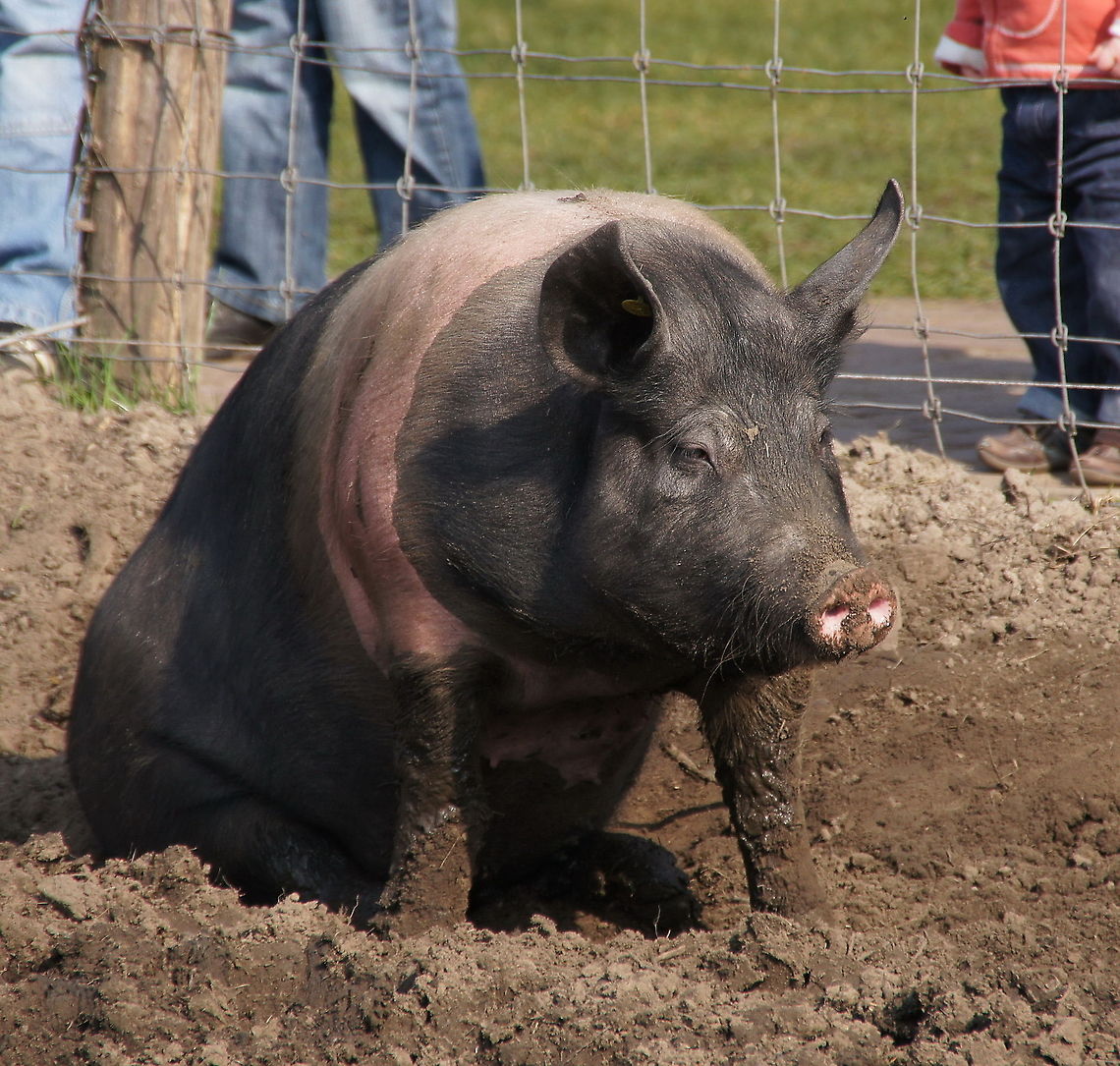 Sitting pig  Domestic pig,Geotagged,Sus scrofa domesticus,The Netherlands