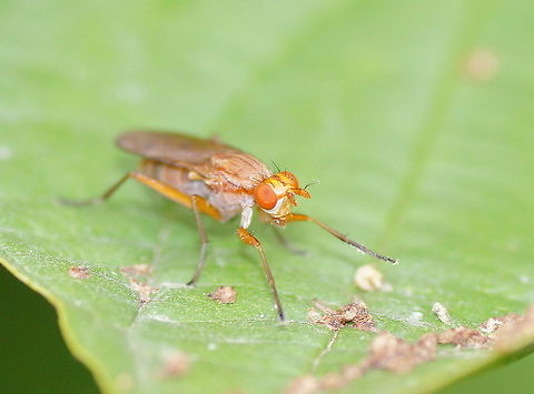 Yellow dung fly  Geotagged,The Netherlands