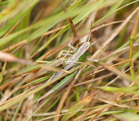 Pair of meadow grasshoppers This is clearly the surrounding their camouflage is made for. Chorthippus parallelus,Geotagged,Meadow grasshopper,The Netherlands