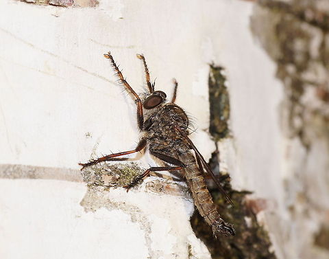 Machimus atricapillus on a Birch  Geotagged,Machimus atricapillus,The Netherlands