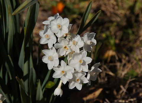 Paperwhite Narcis flowers  Geotagged,Morocco,Narcissus papyraceus,Paperwhite (Narcissus papyraceus)