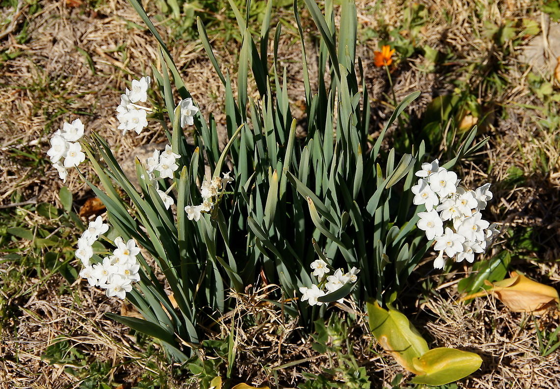 Paperwhite Narcis  Geotagged,Morocco,Narcissus papyraceus,Paperwhite