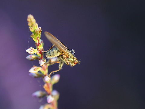 Morning balancing act This fly was doing his morning stretch exercises while balancing a drop of water on his back. Geotagged,The Netherlands