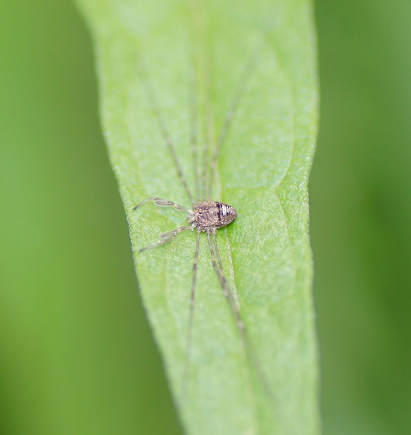 Mini Opilione It is a bit difficult to explain how small this opilione is, but just believe me, it's small. Dicranopalpus ramosus,Geotagged,The Netherlands