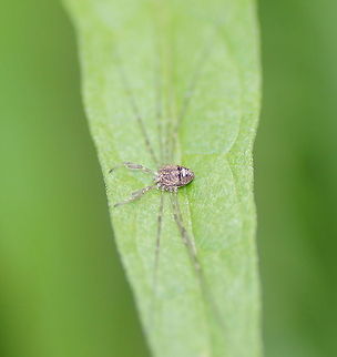 Mini Opilione It is a bit difficult to explain how small this opilione is, but just believe me, it's small. Dicranopalpus ramosus,Geotagged,The Netherlands