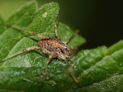 Paroligolphus agrestis  Geotagged,Paroligolophus agrestis,The Netherlands