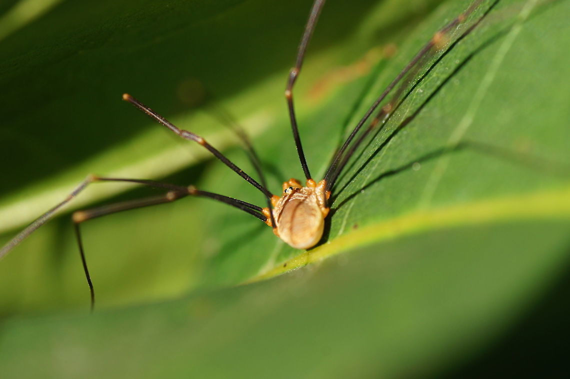 Opilione  Geotagged,Male,Opilio canestrinii,Opliones,Phalangiidae,The Netherlands
